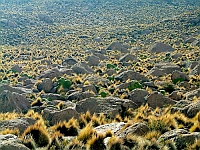 11 - Landschaft aus Feld und Gras
