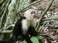13 - Monkeys