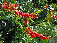 02 - Trinidad/ Tobago