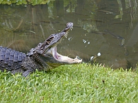 - Caiman